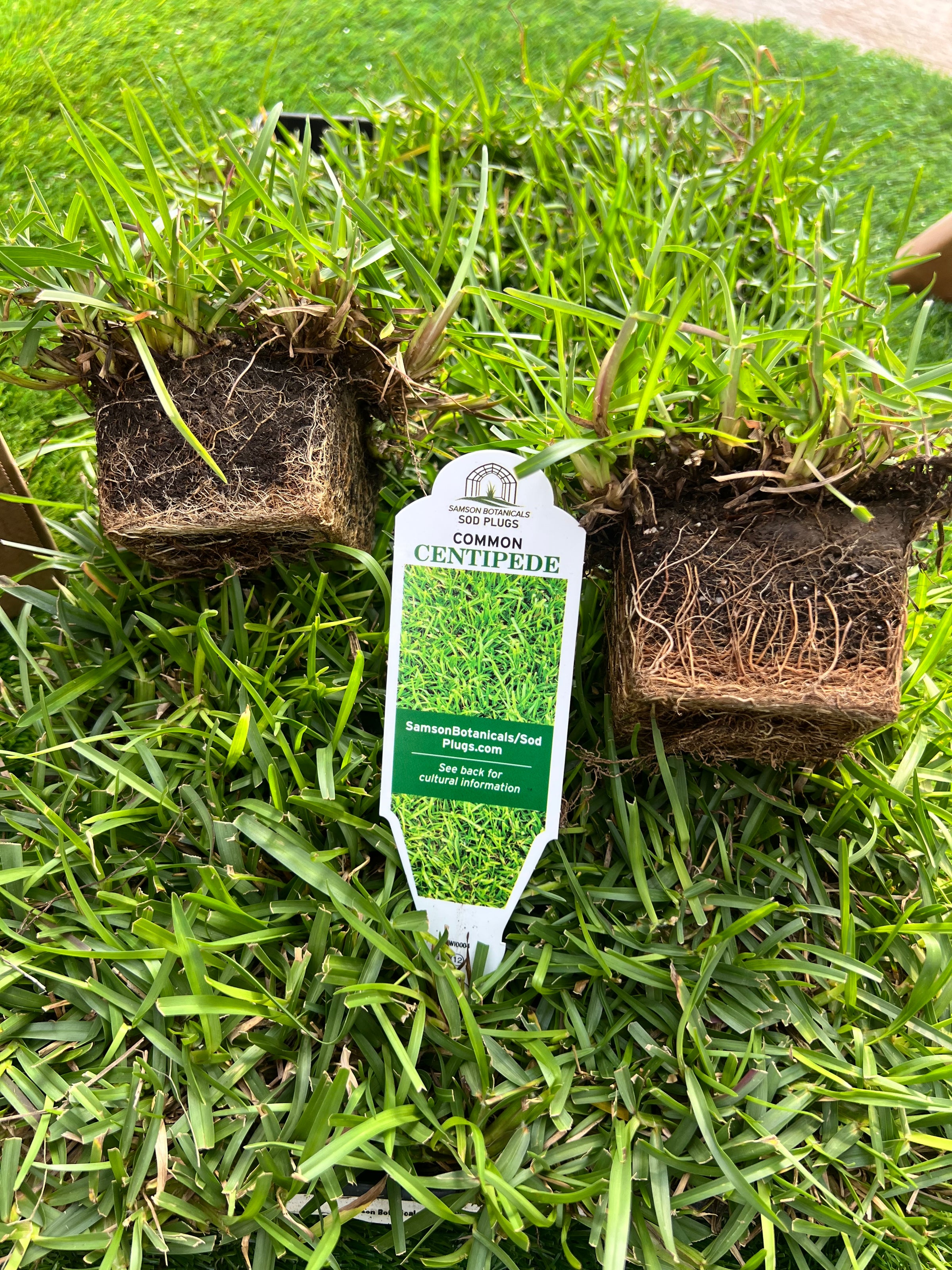 Sod Plugs | Samson Botanicals