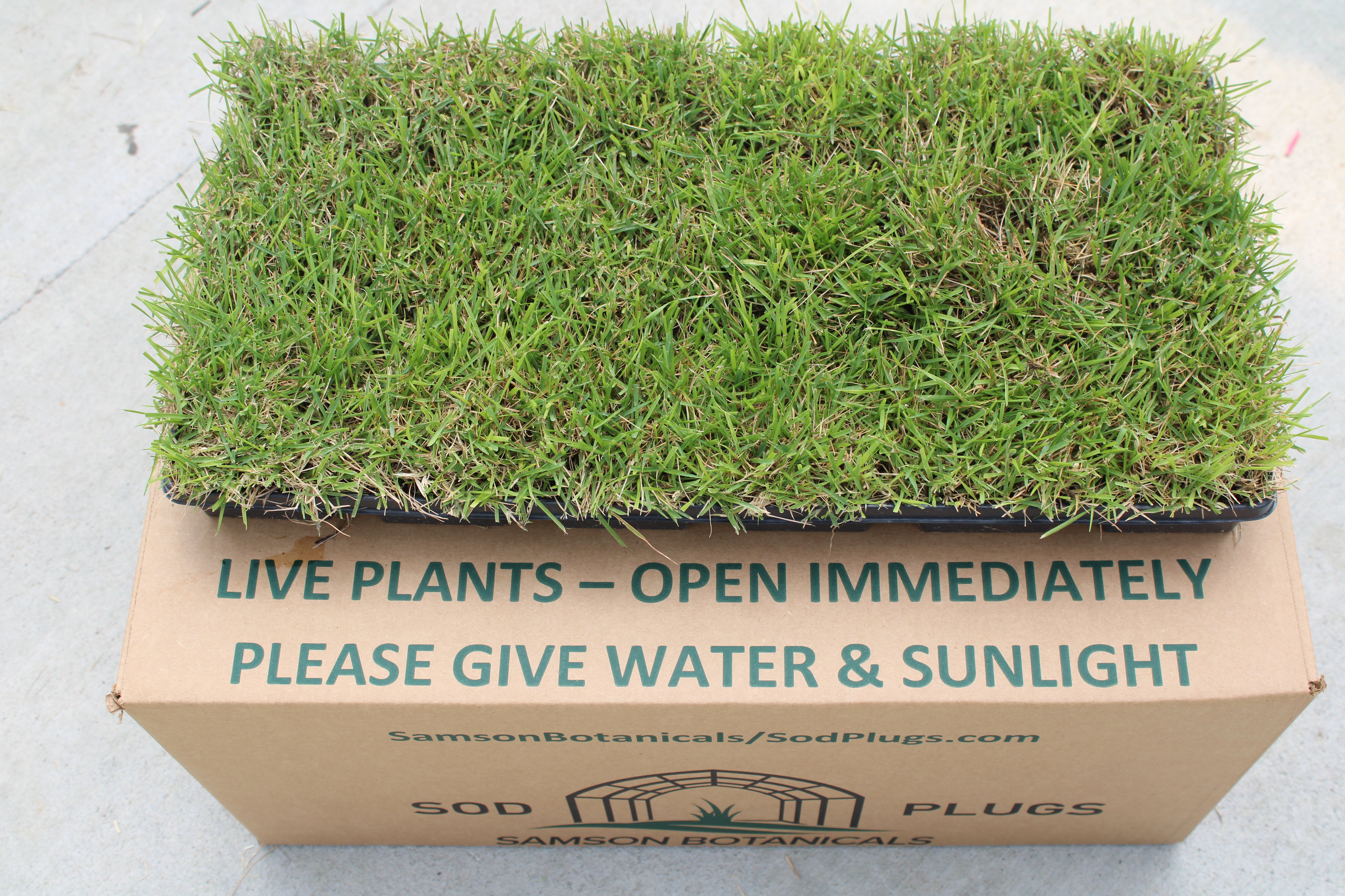 Innovation Zoysia Sod Plug | Samson Botanicals