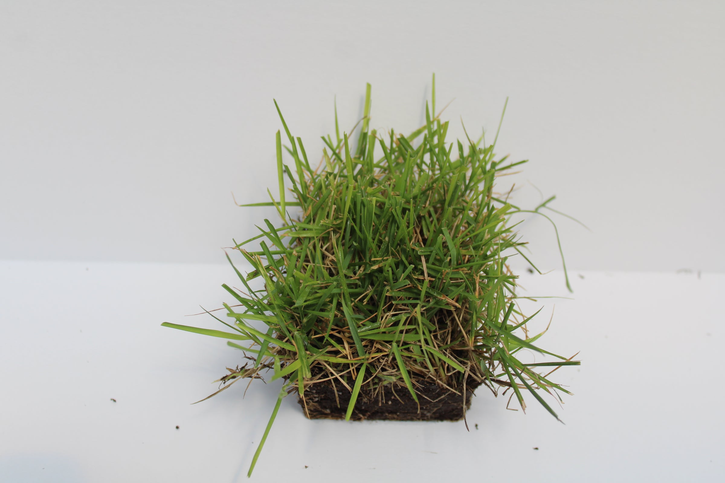 Innovation Zoysia Sod Plug | Samson Botanicals