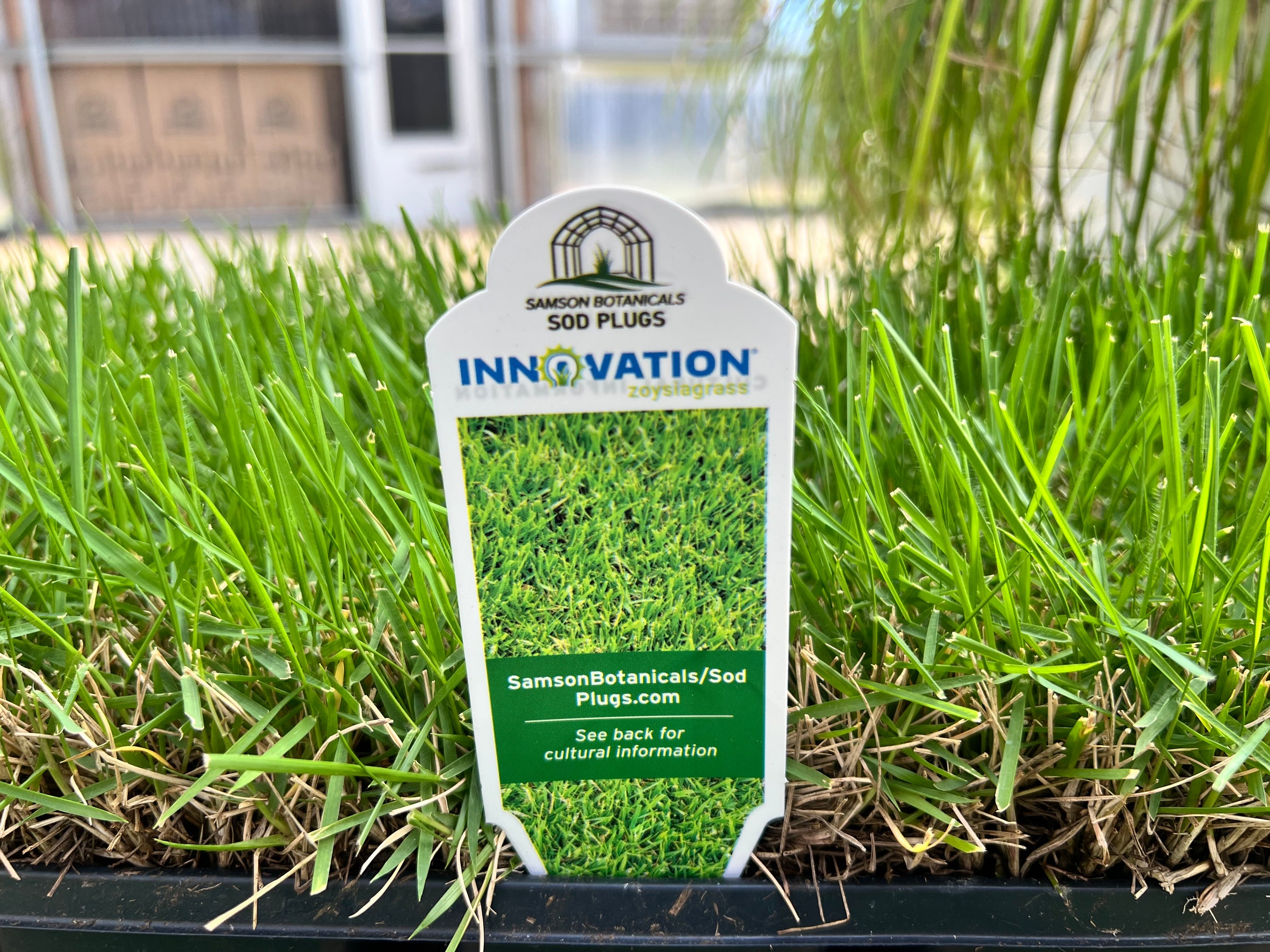 Innovation Zoysia Sod Plug | Samson Botanicals