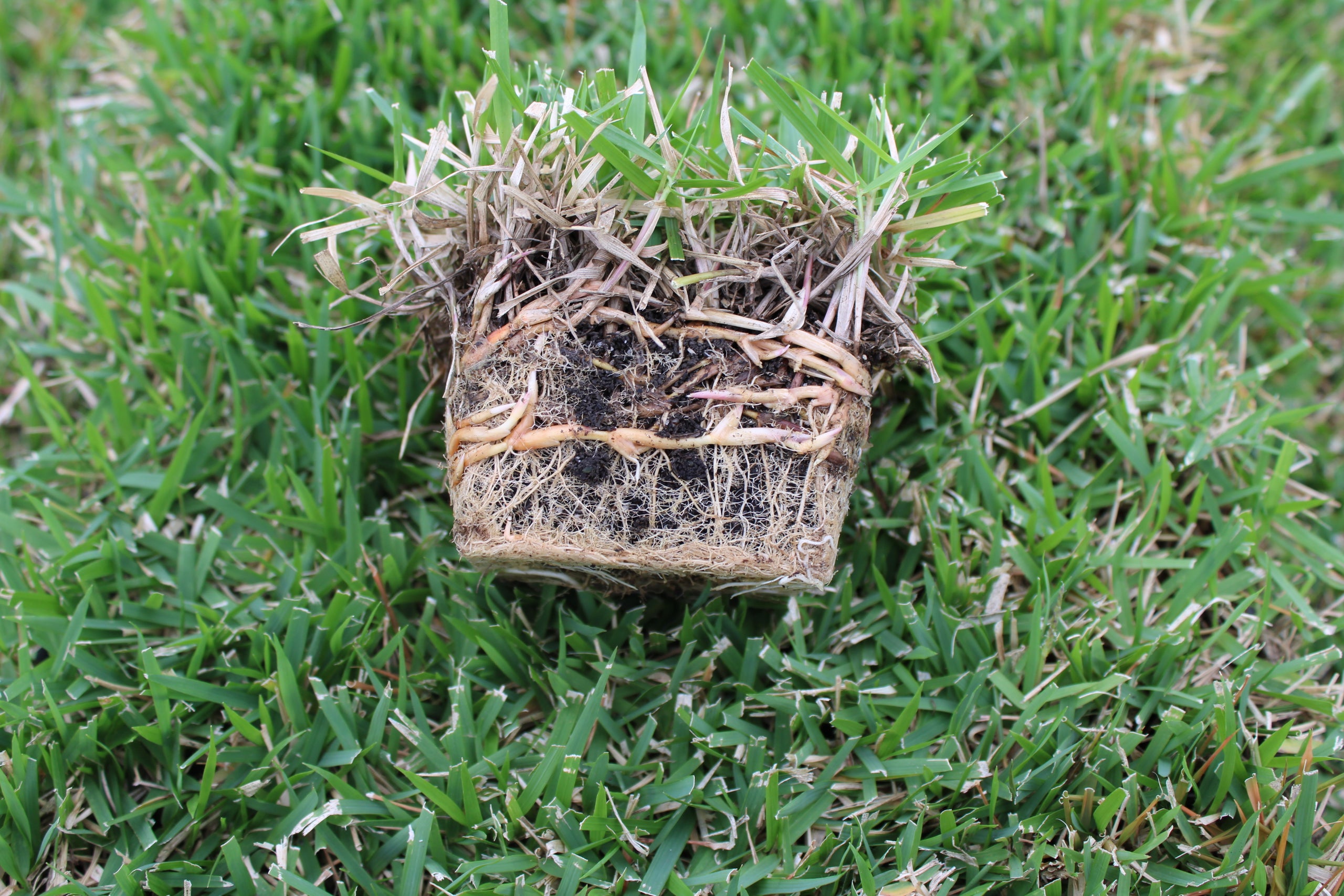 El Toro Zoysia Sod Plug